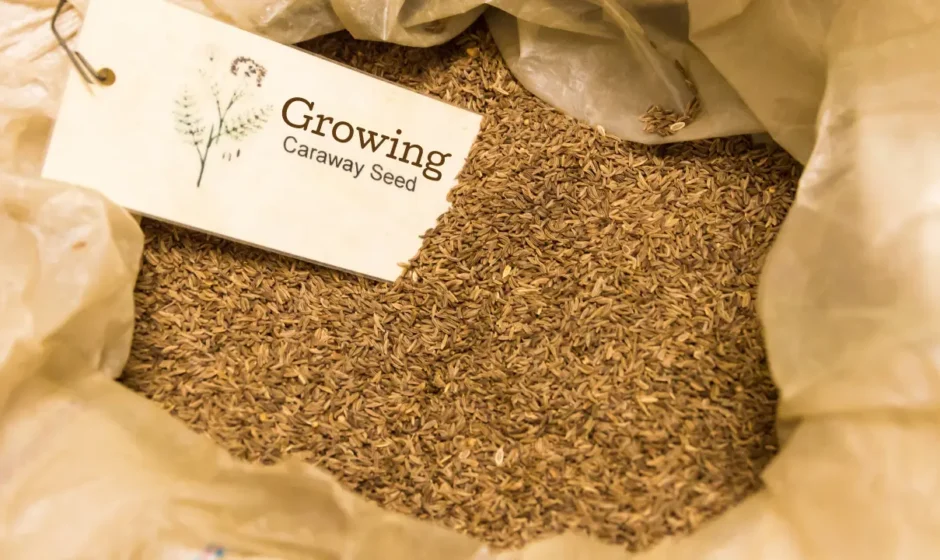 Caraway Seeds: A Guide to Growing, Harvesting, and Storing