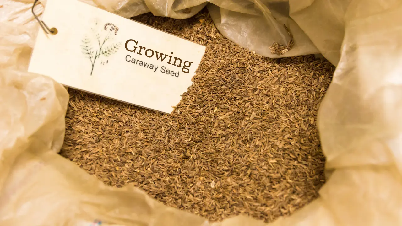 Caraway Seeds: A Guide to Growing, Harvesting, and Storing